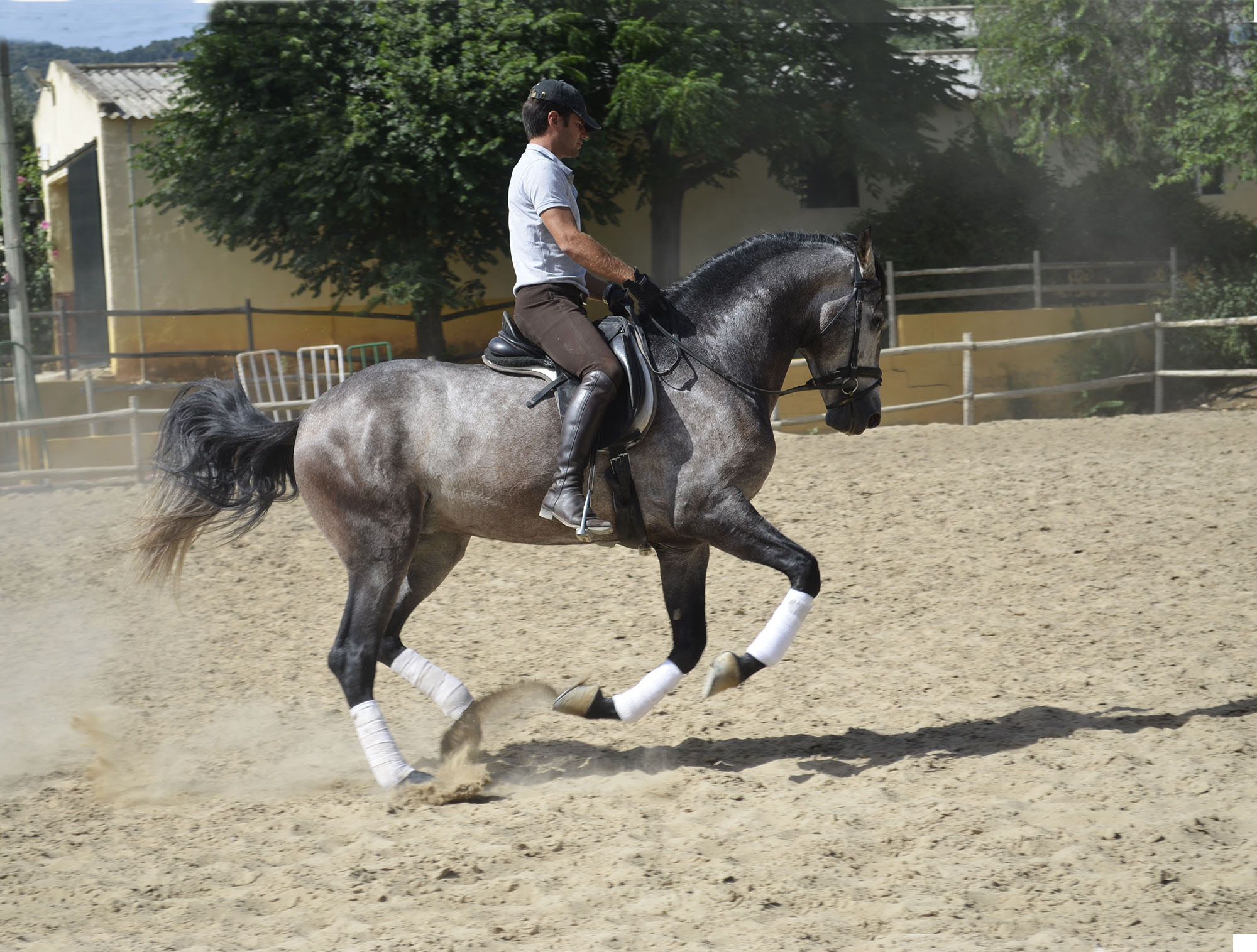 Caballo en Venta